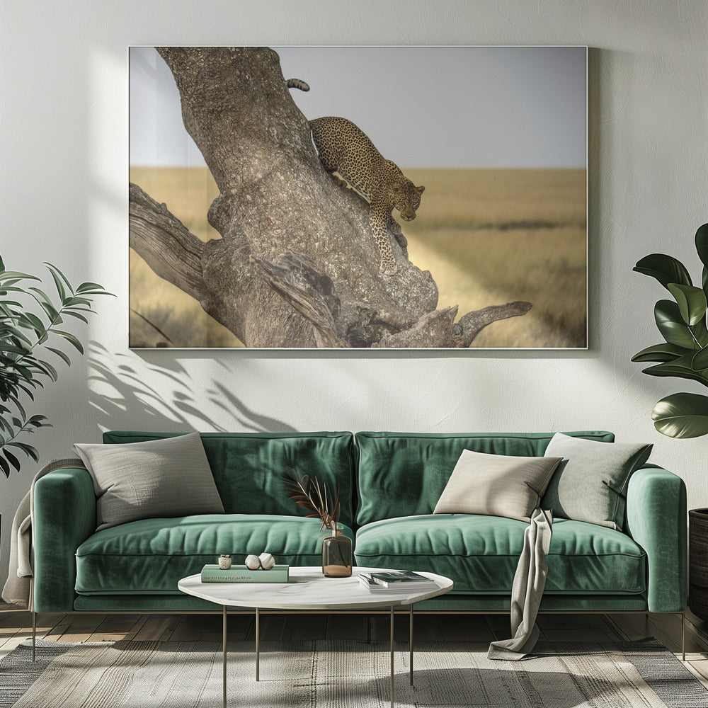 Wall art Leopard - Serengheti, Tanzania