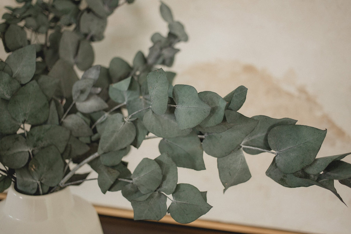 Italian Cinera Eucalyptus