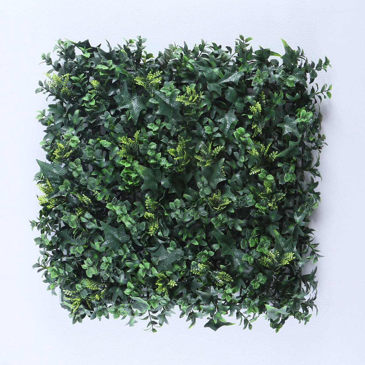 Granada (box of 12)