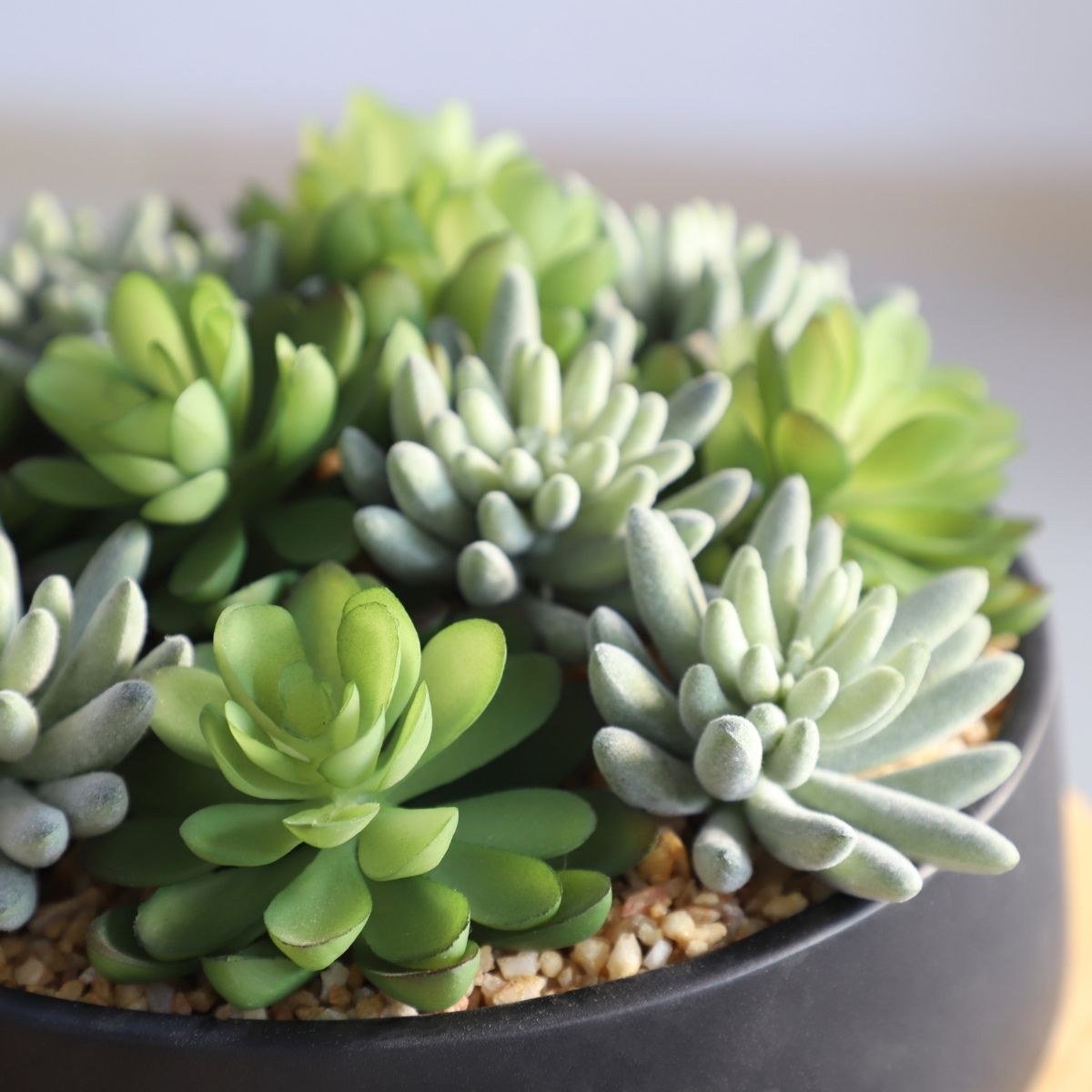 Kae Artificial Succulent Arrangement in Low Black Pot
