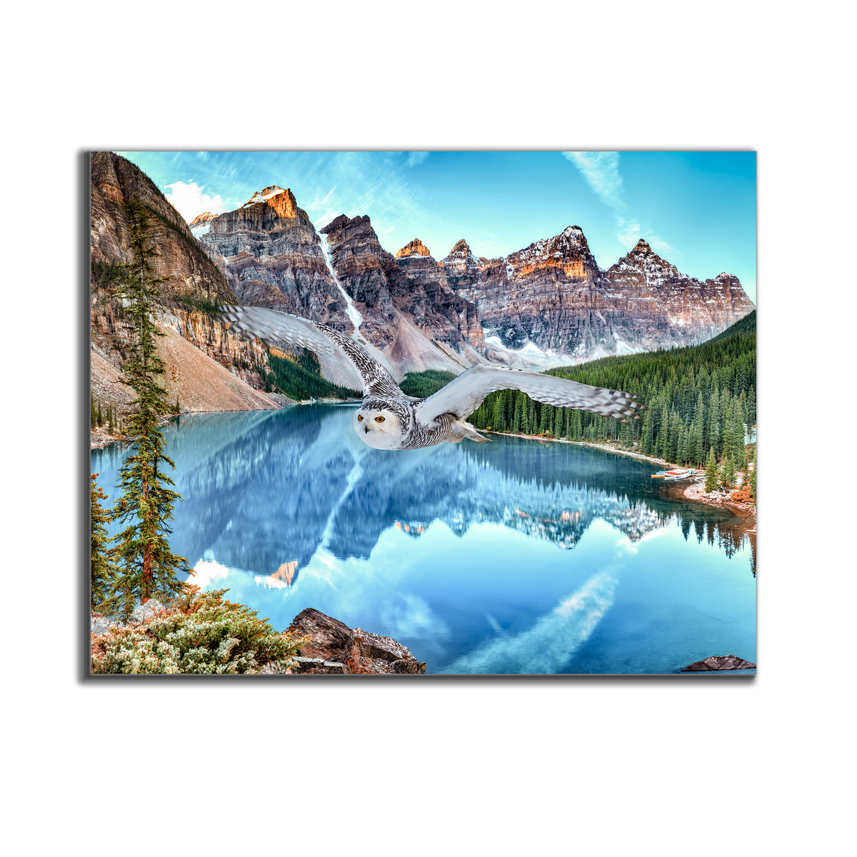 Canvas Wildlife Art-Snowy Owl at Banff-Printed Artwork