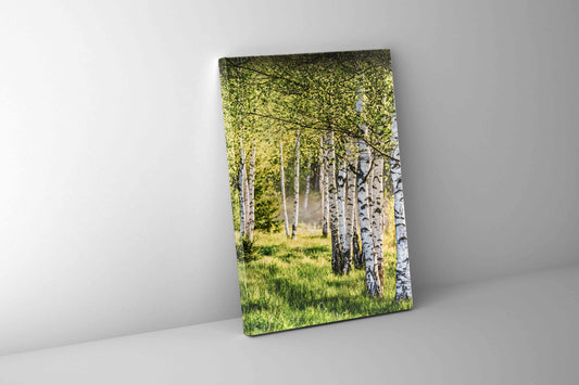 Wall Art Birch Trees Fine Art Canvas Print.