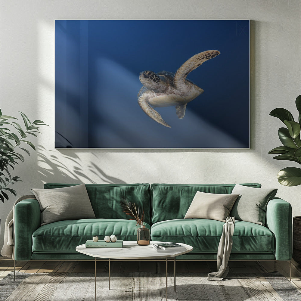 Wall art Green Turtle