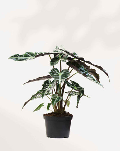 Alocasia Polly - Alocasia Amazonica