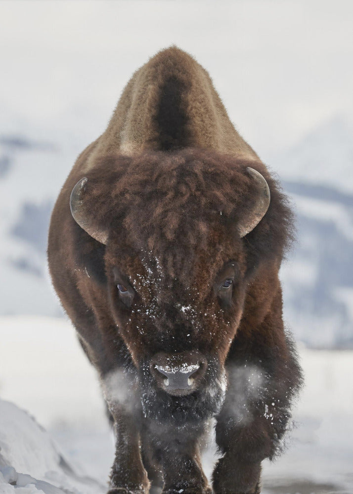 Wall Art Bison Incoming