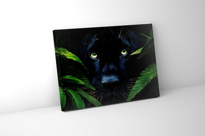 Wall Art-Rare Black Jaguar -Wildlife Canvas