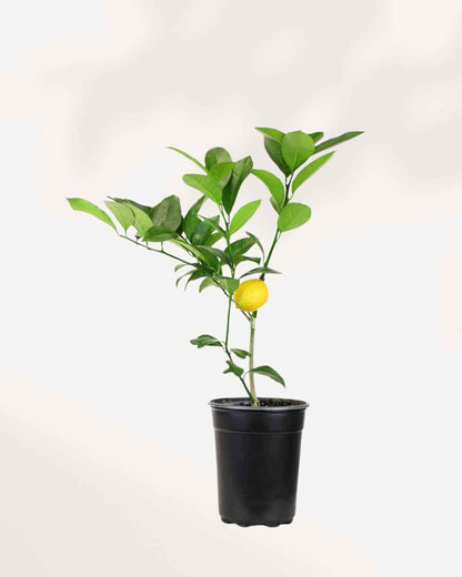Citrus Meyer Lemon