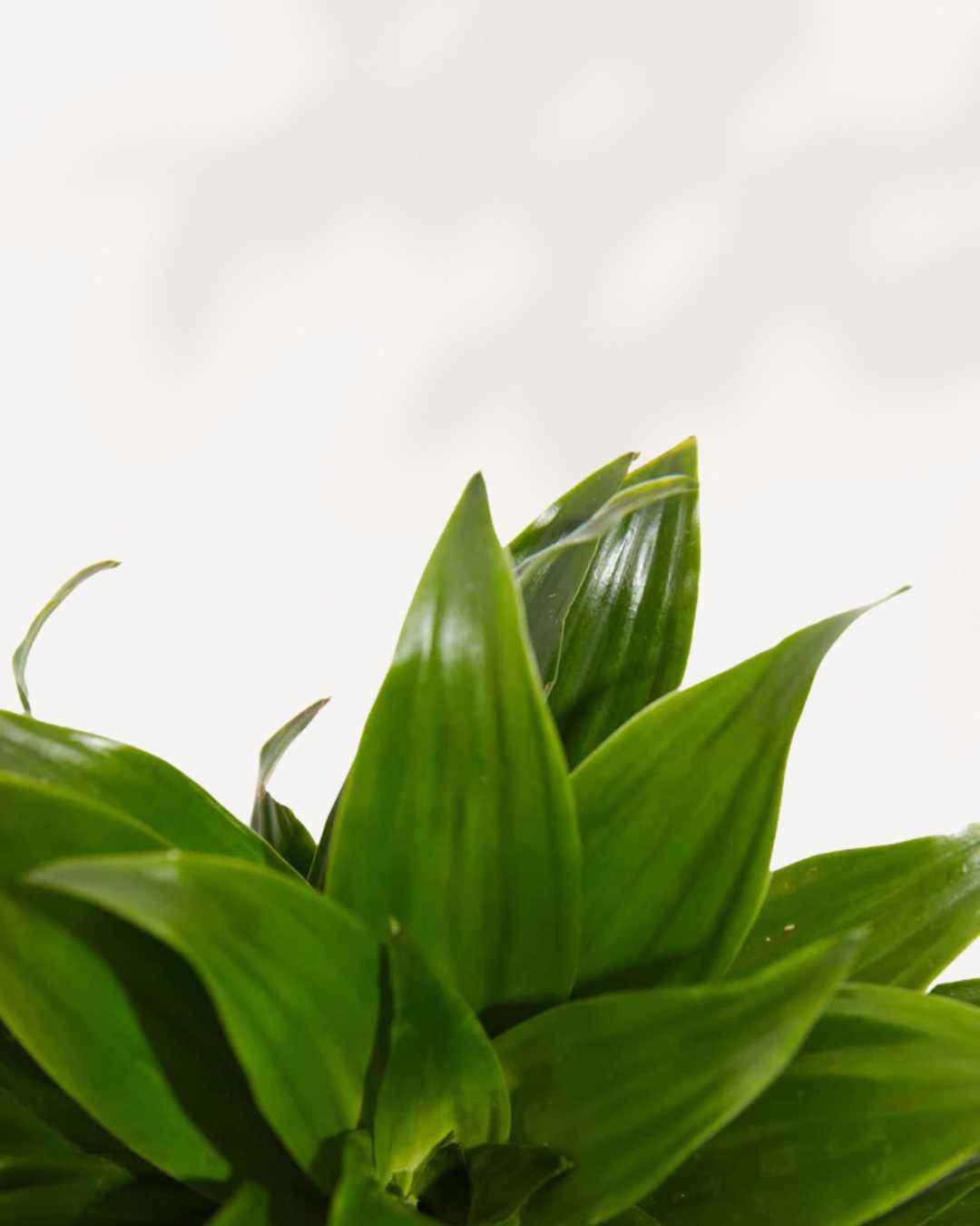 Dracaena Janet Craig