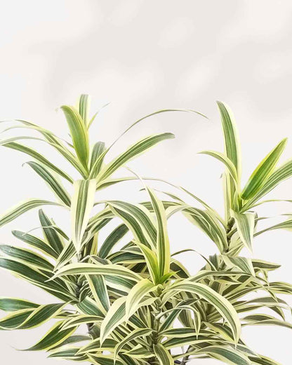 Dracaena Reflexa Song Of India