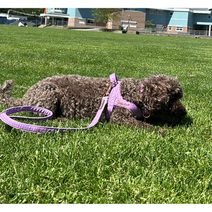 Mauve One-Click Dog Harness