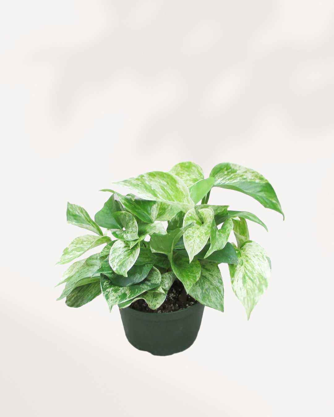 Marble Queen Pothos - Epipremnum Aureum Marble Queen