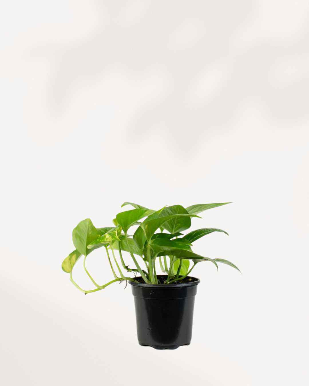 Pothos Golden - Epipremnum Aureum Golden