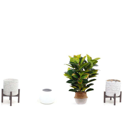 Rubi Artificial Rubber Potted Plant 2.5'