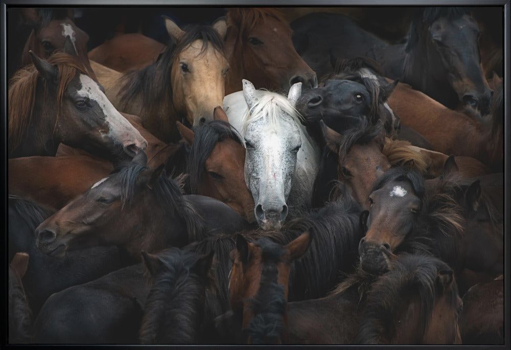 White Horse Among a Dark Herd Canvas Wall Art