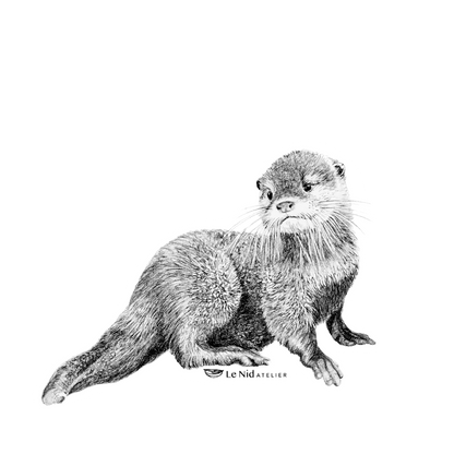 Baby Otter - Magnet