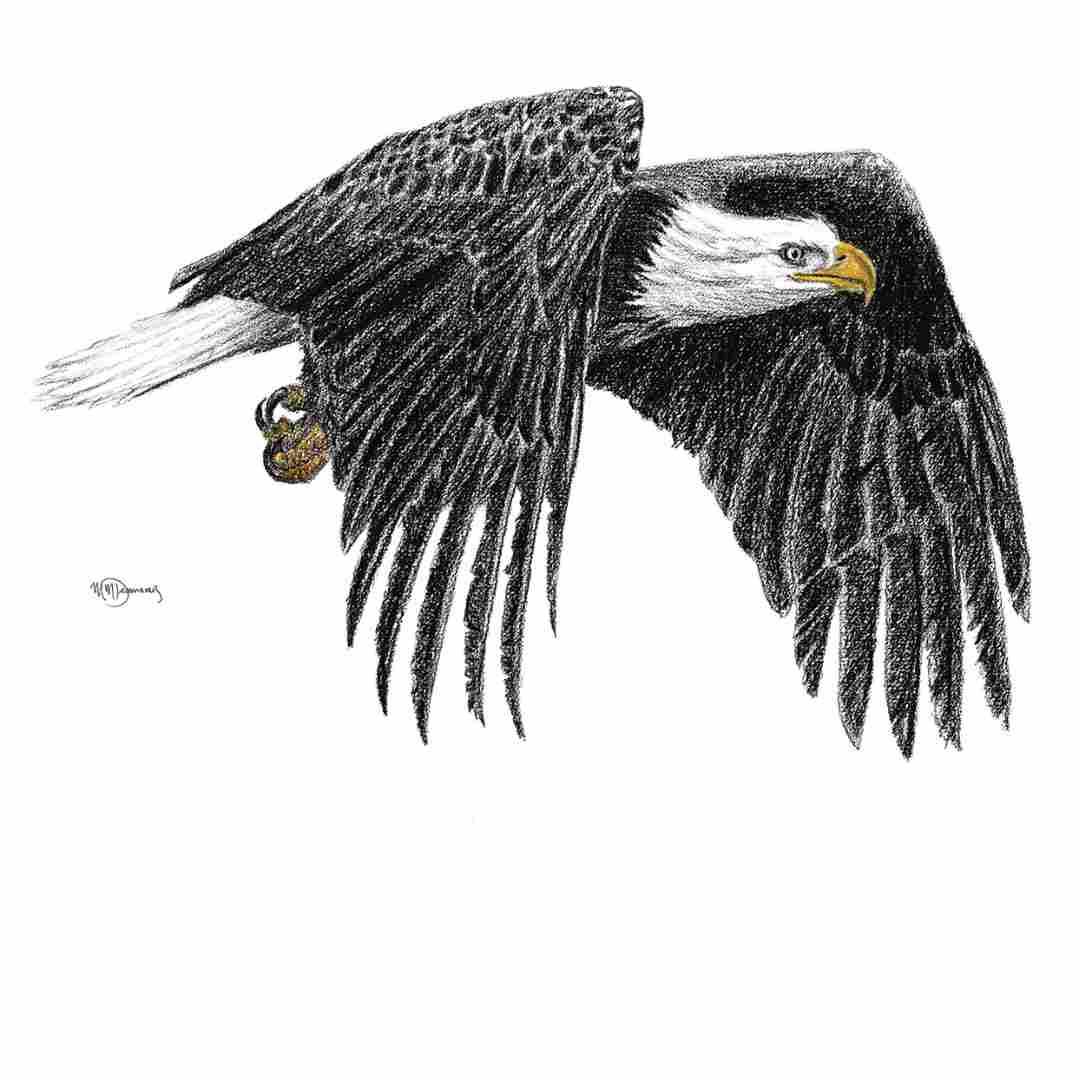 Bald Eagle - Print