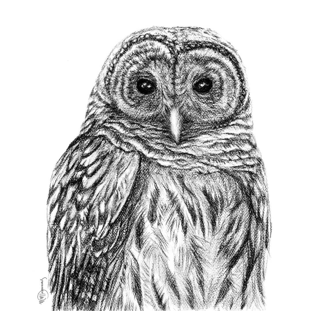 Barred Owl - Print