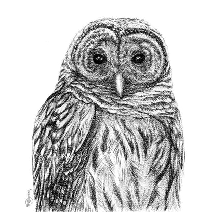 Barred Owl - Print