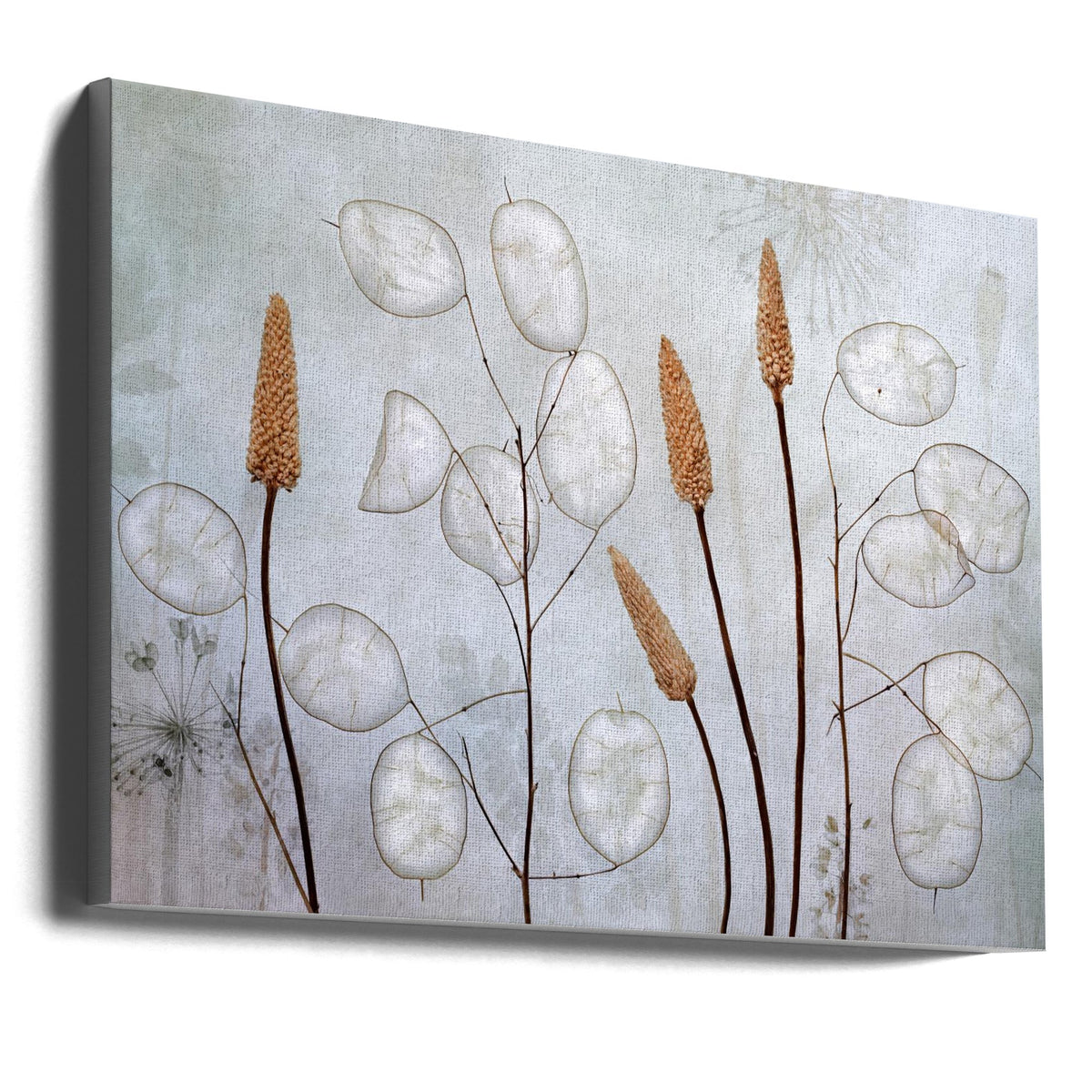 Lunaria