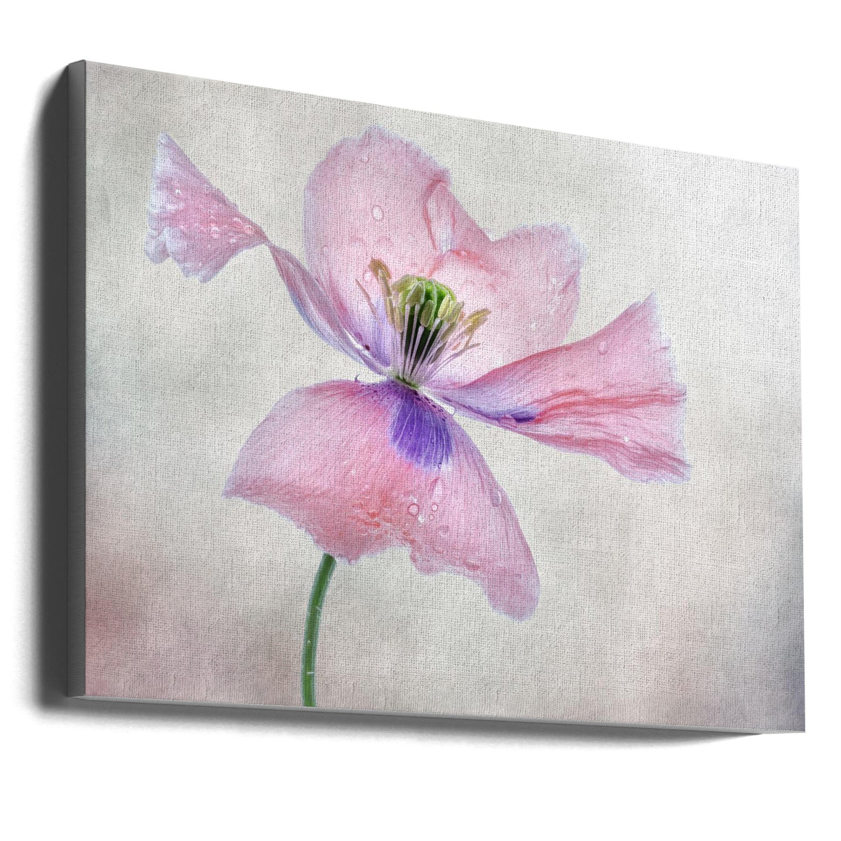 Pastel poppy