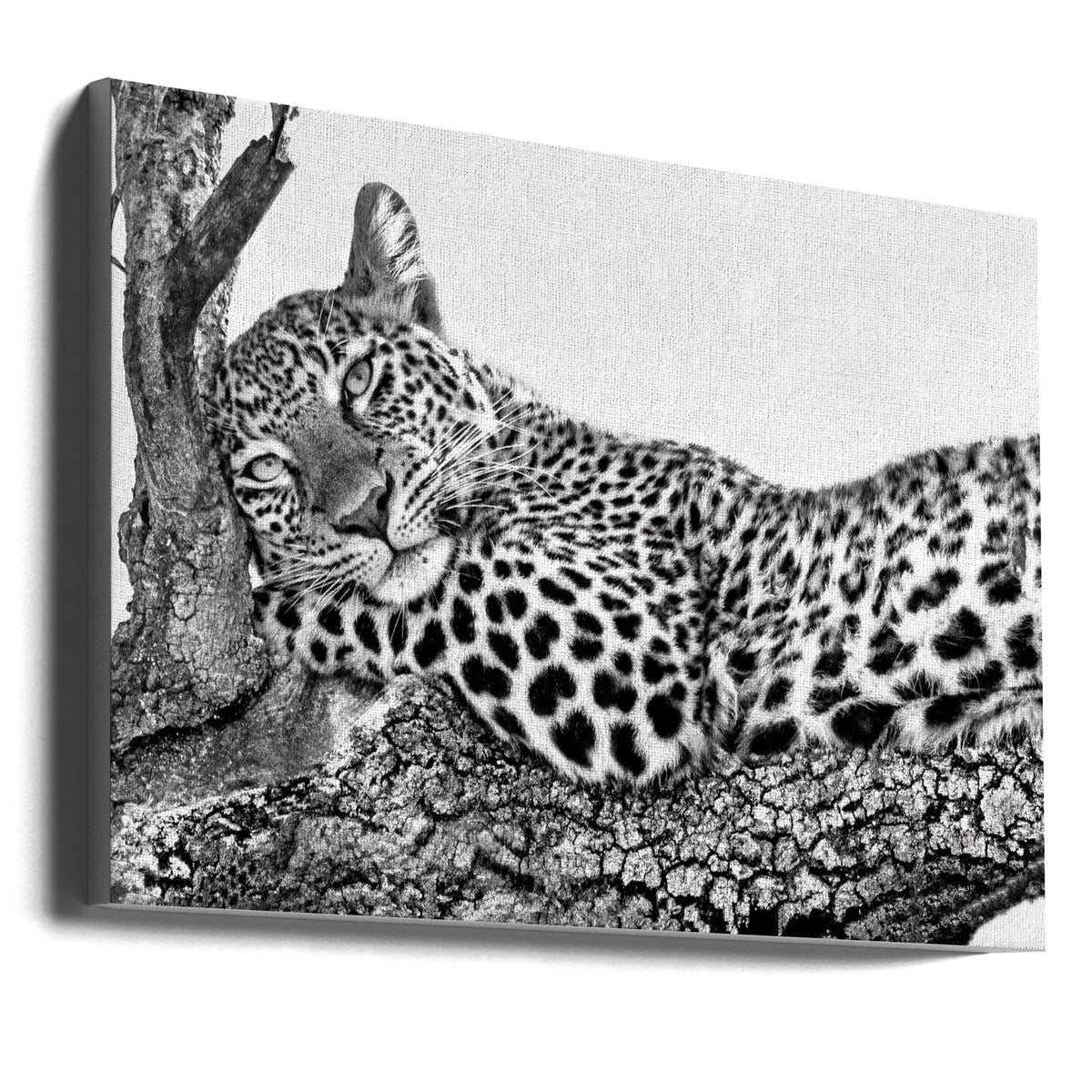 Time to rest Leopard