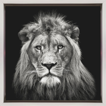 Wall art Young Male Lion Canvas Print