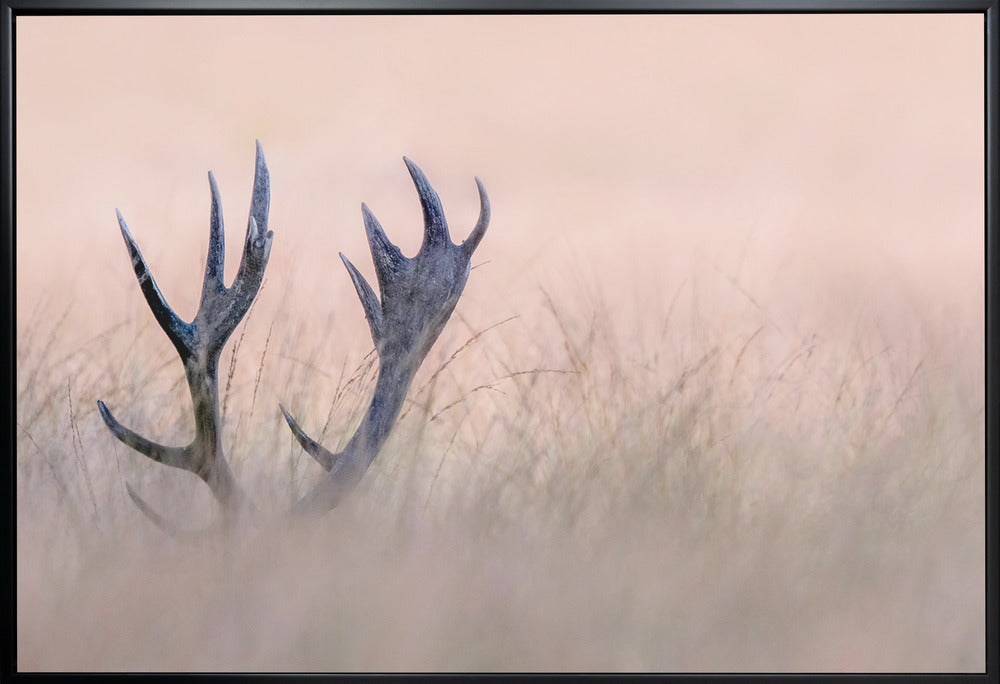 Wall art Hide & Seek ( Horn of Stag)