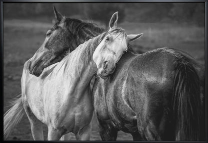 Wall art Warm rain Horses Canvas Print