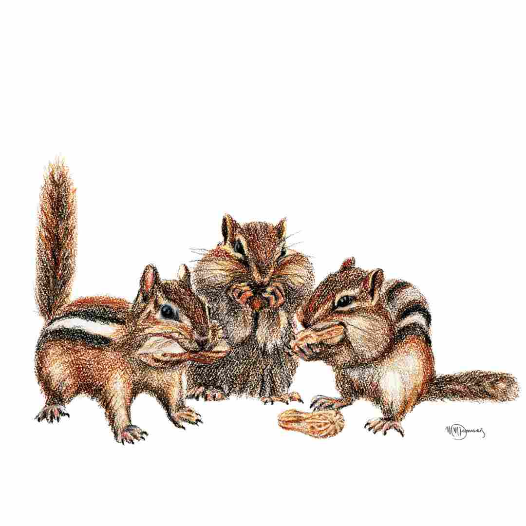 Chipmunks - Sticker