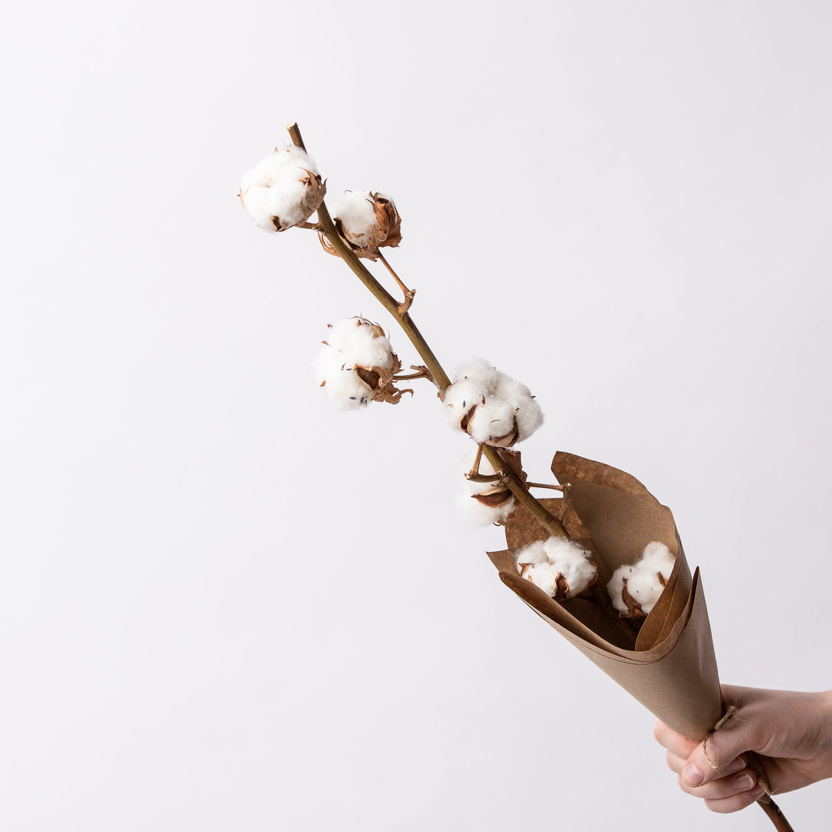 Coton