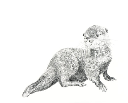 Baby Otter - Print