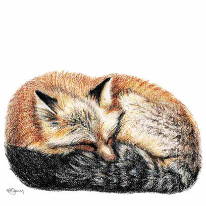 Fox sleeping - Greeting Card