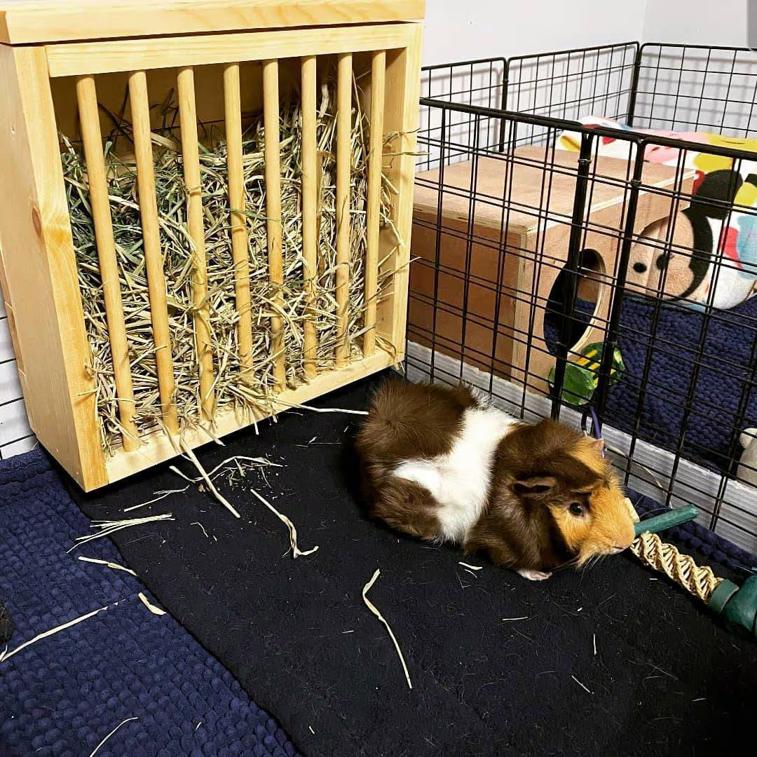 Mounted Hay Feeder for Rabbits & Guinea Pigs