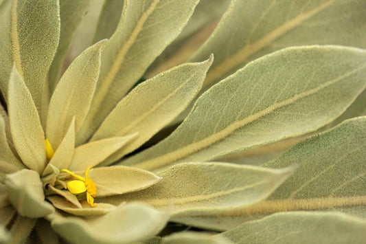 Mullein Leaves