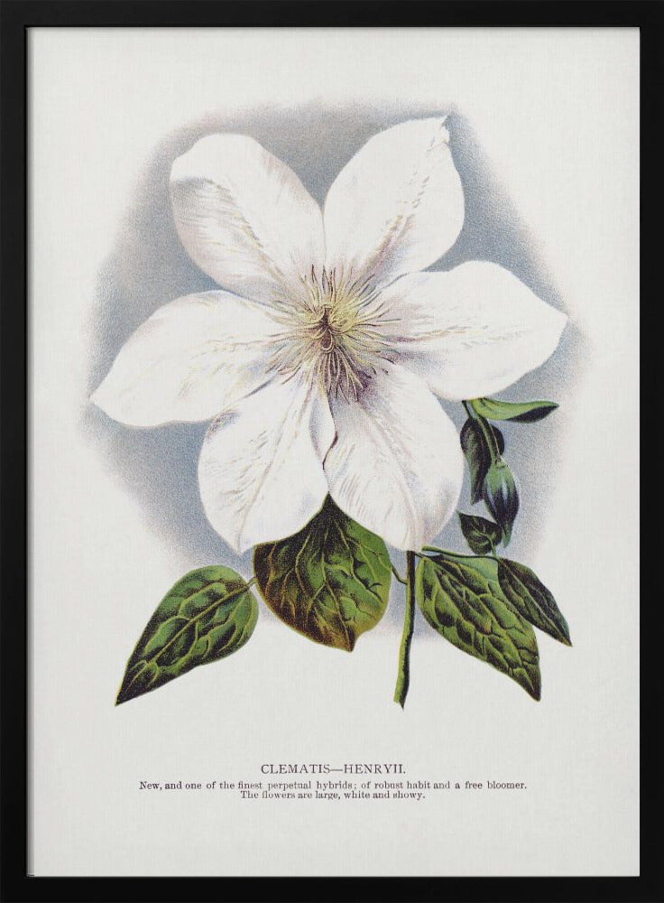 Wall Art Clematis Flower Lithograph