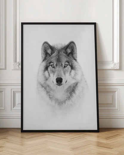 Portrait of a Timber Wolf