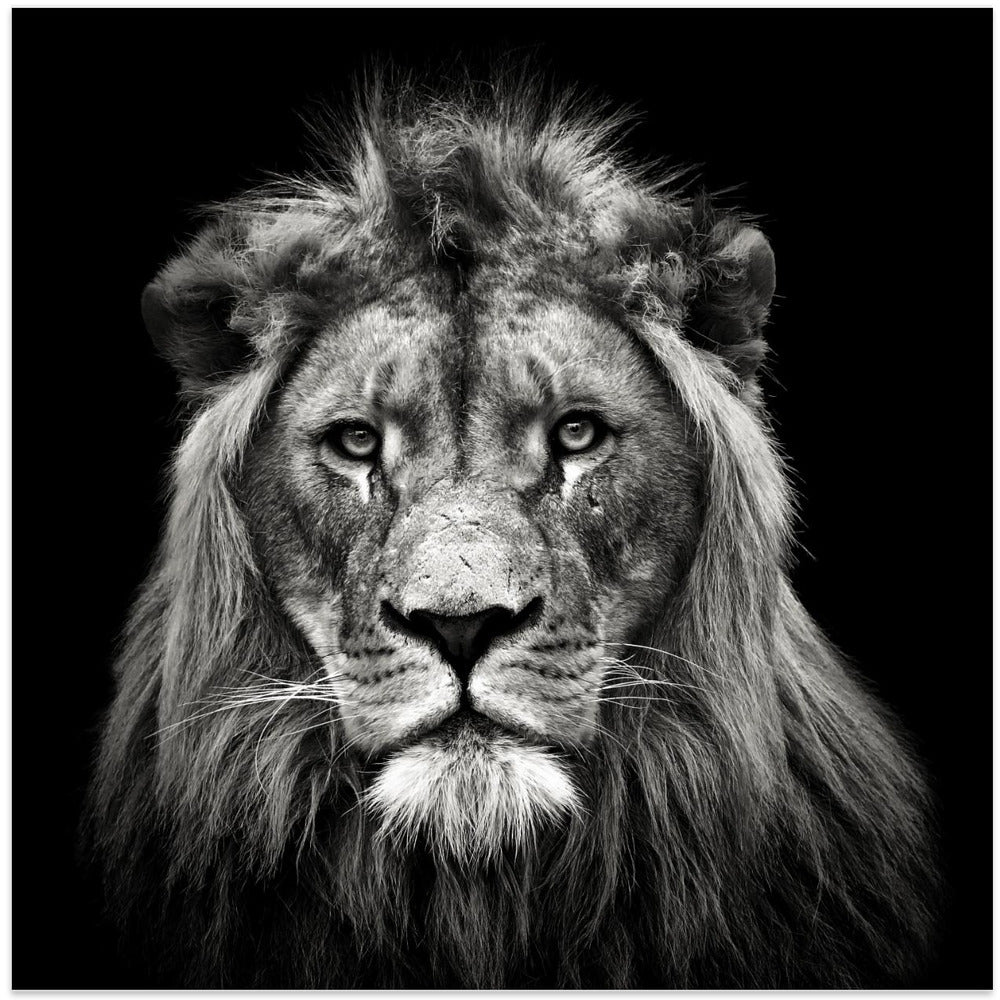 Wall art Young Male Lion Canvas Print
