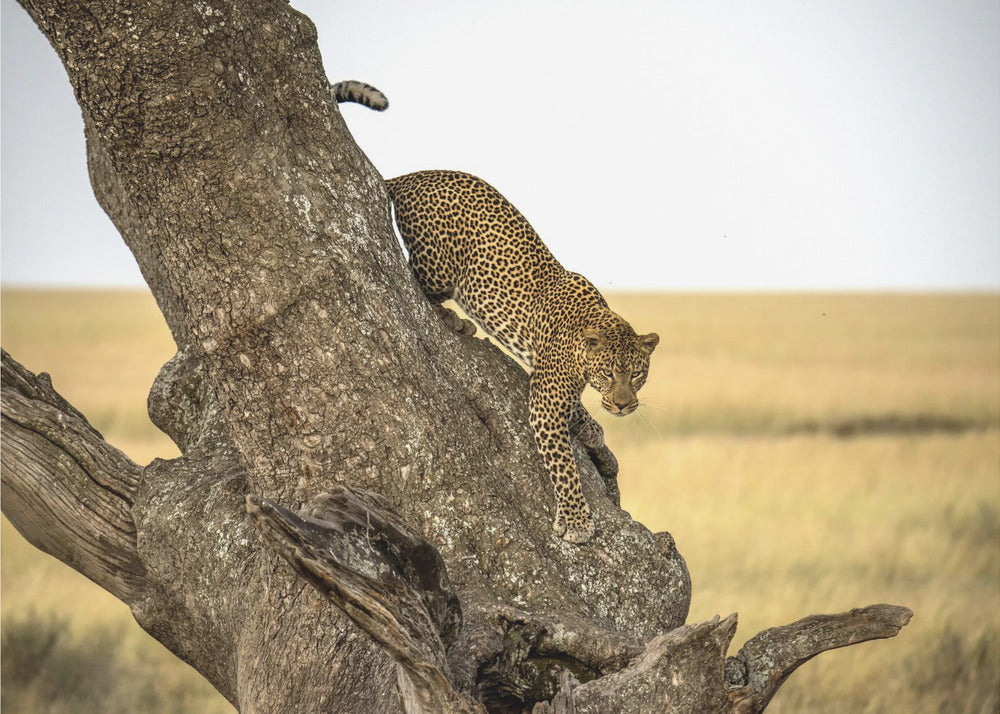 Wall art Leopard - Serengheti, Tanzania