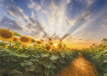 Wall art Path through the sunflower field