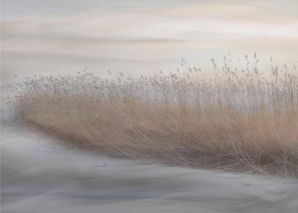 Wall art Winter Reed