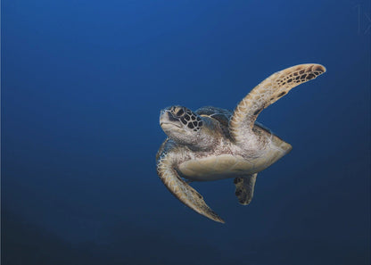 Wall art Green Turtle