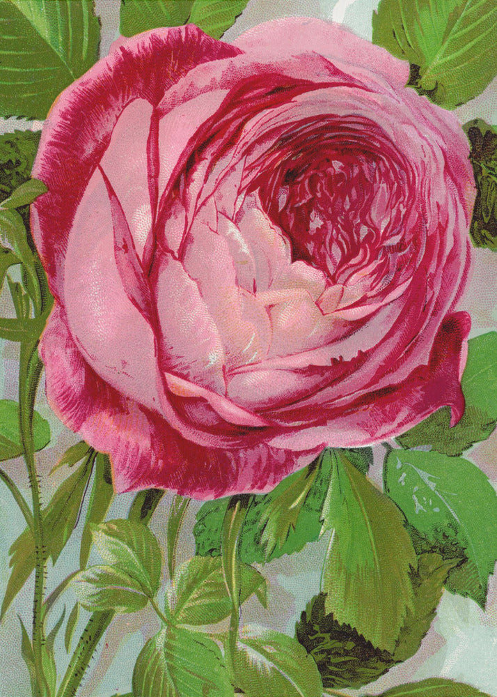 Wall Art Pink Rose, Mrs John Laing Lithograph