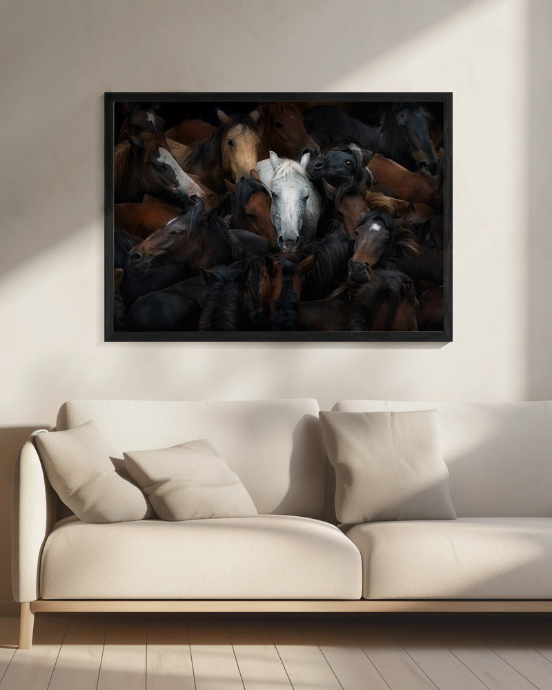 White Horse Among a Dark Herd Canvas Wall Art